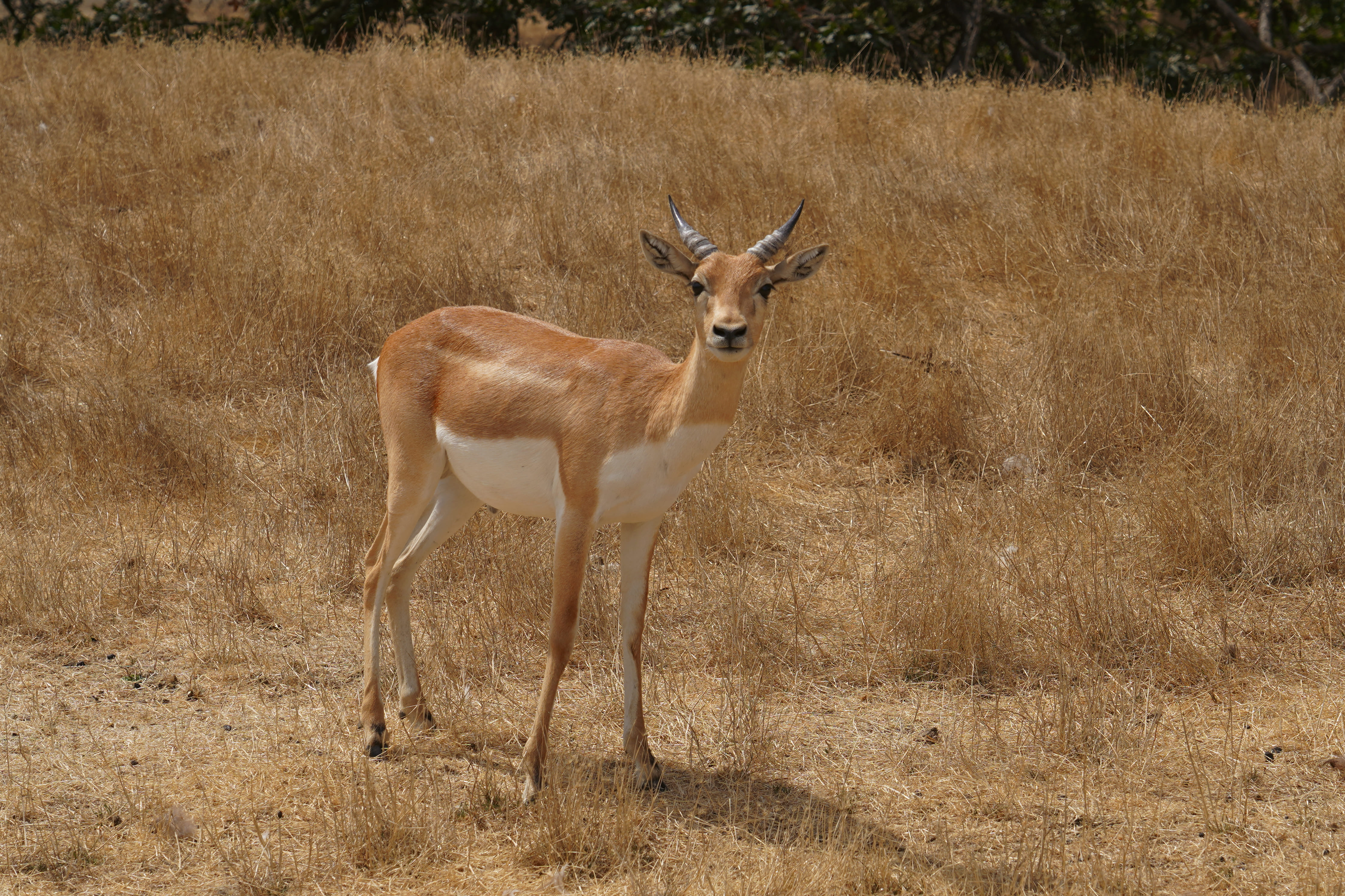Wildlife Safari 5