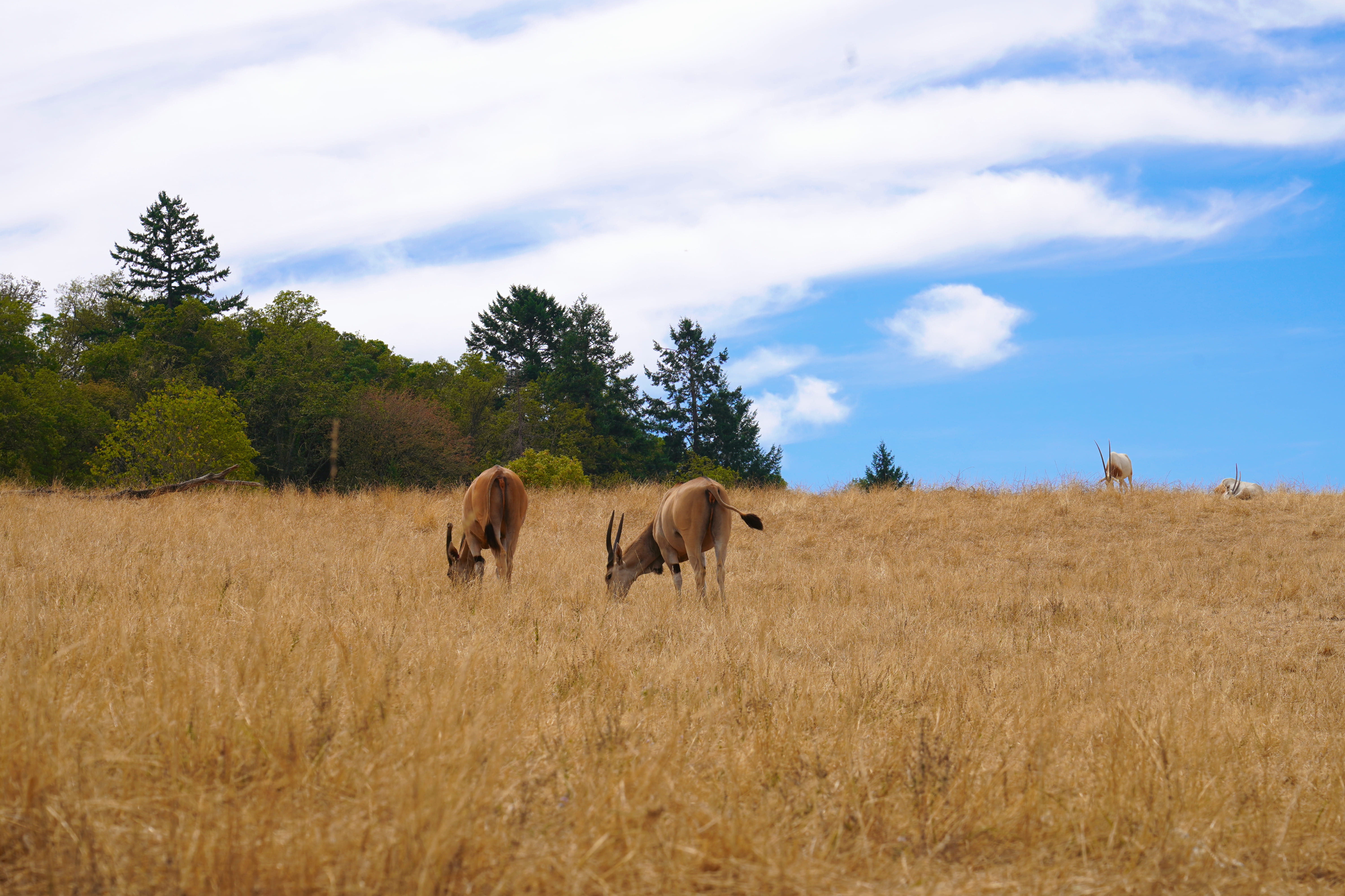 Wildlife Safari 7