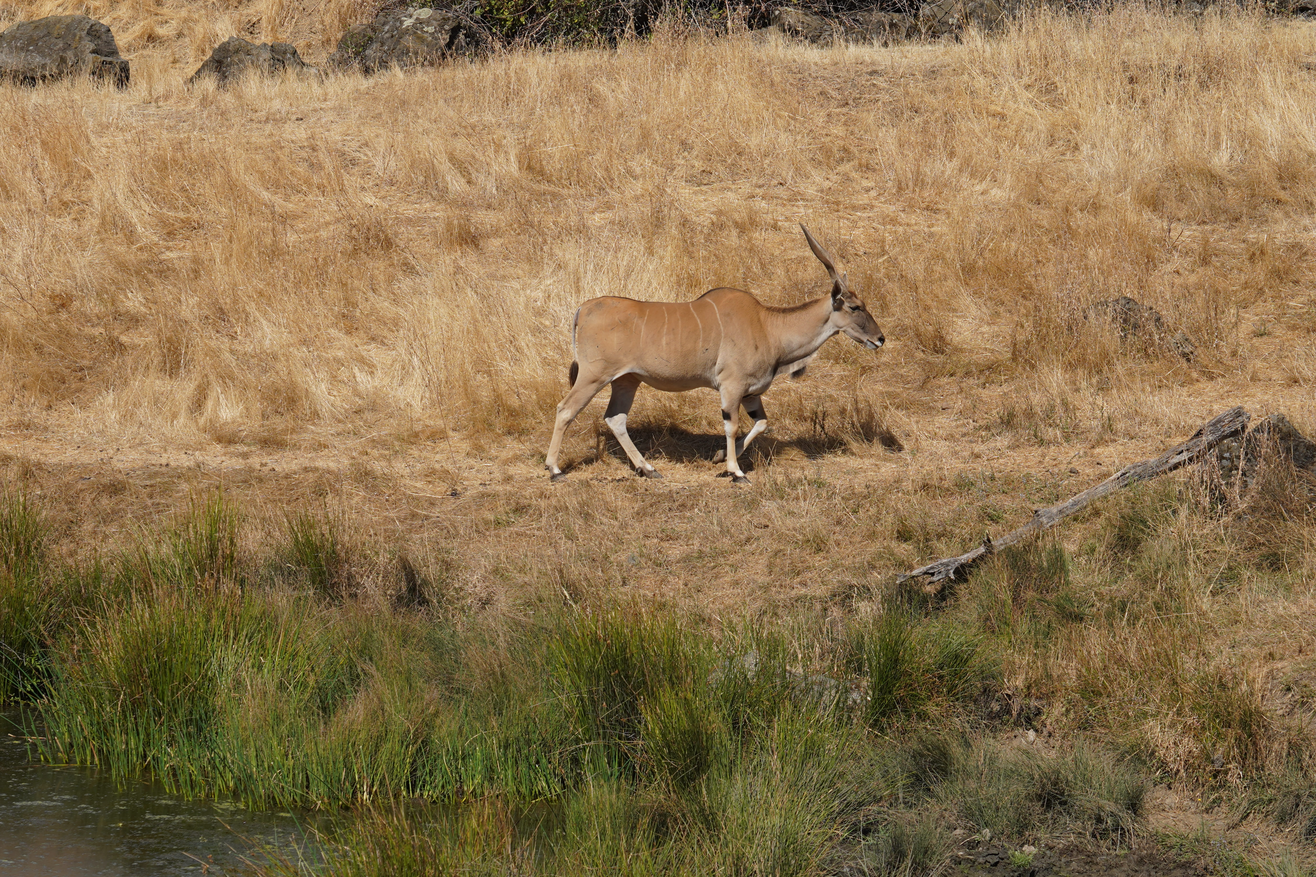 Wildlife Safari 8