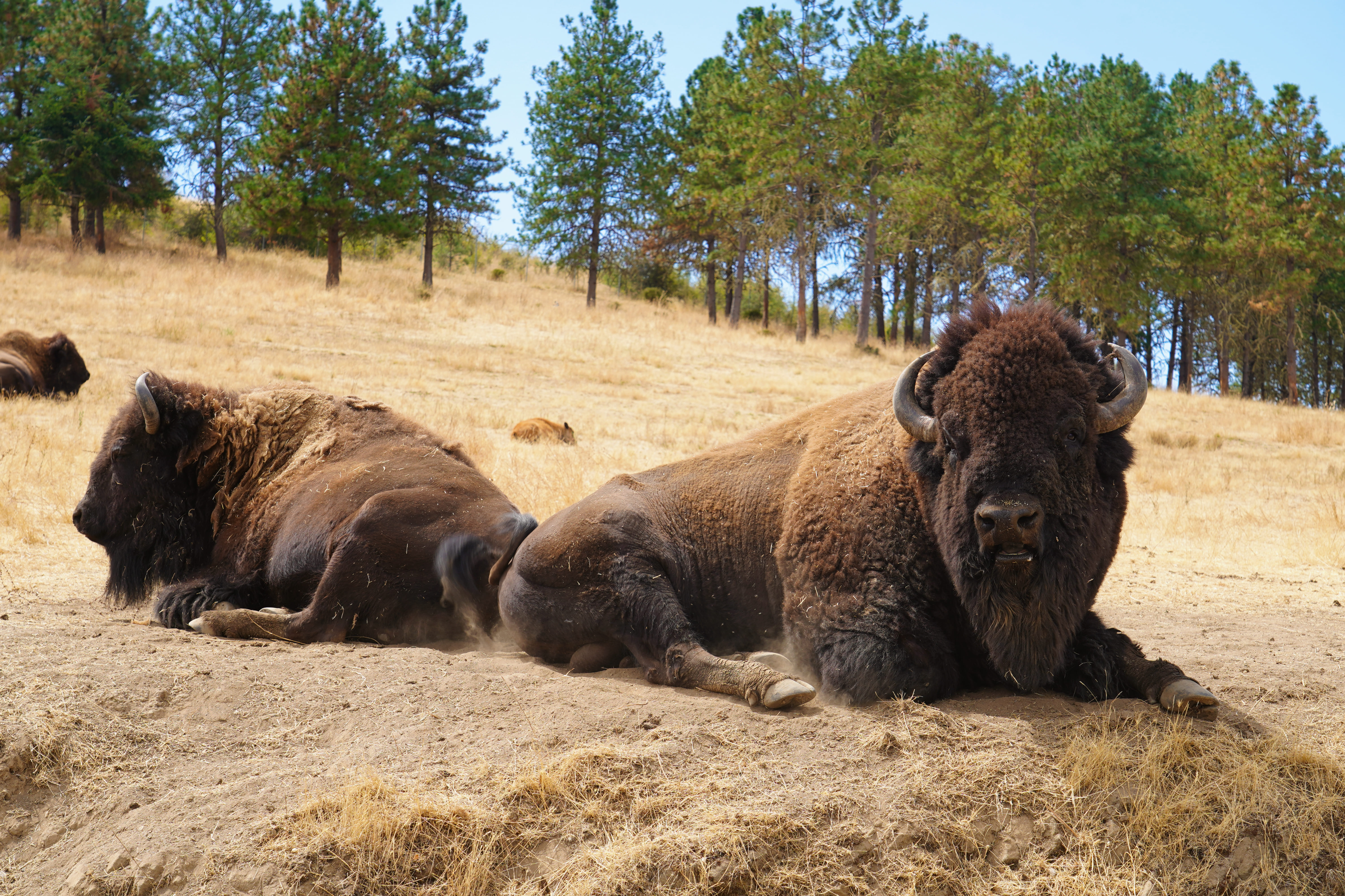 Wildlife Safari 9