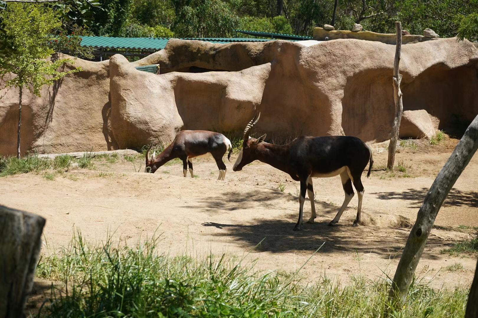 San Diego Zoo 17