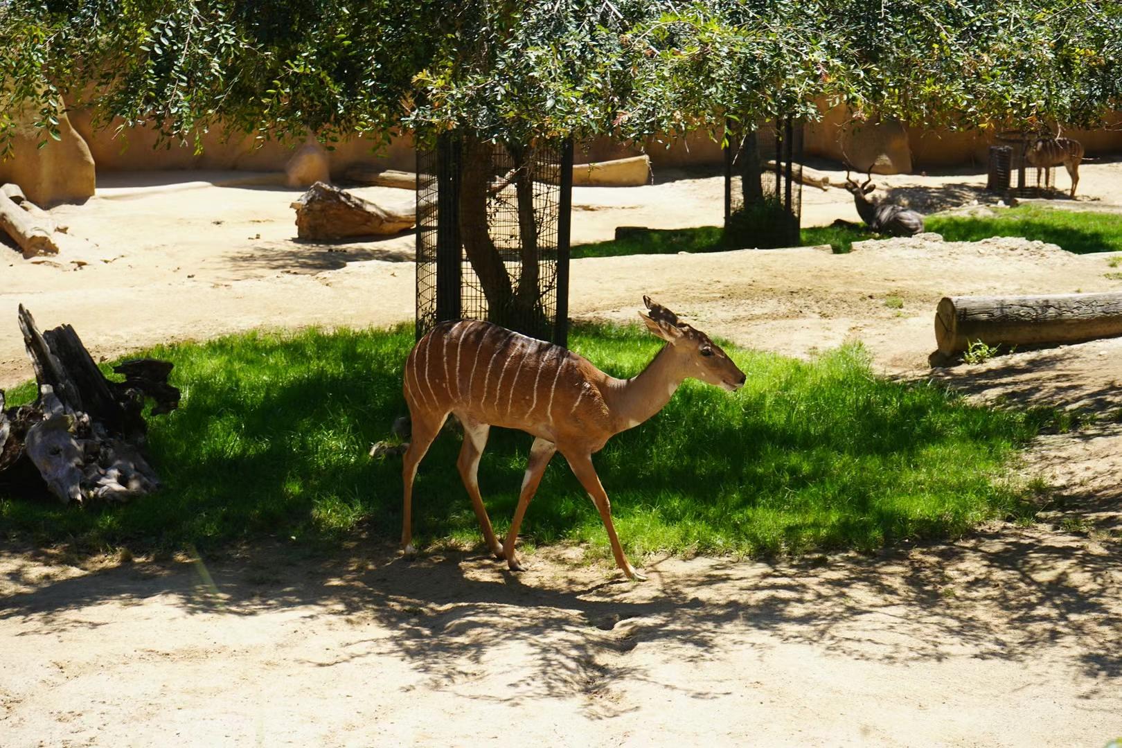 San Diego Zoo 19