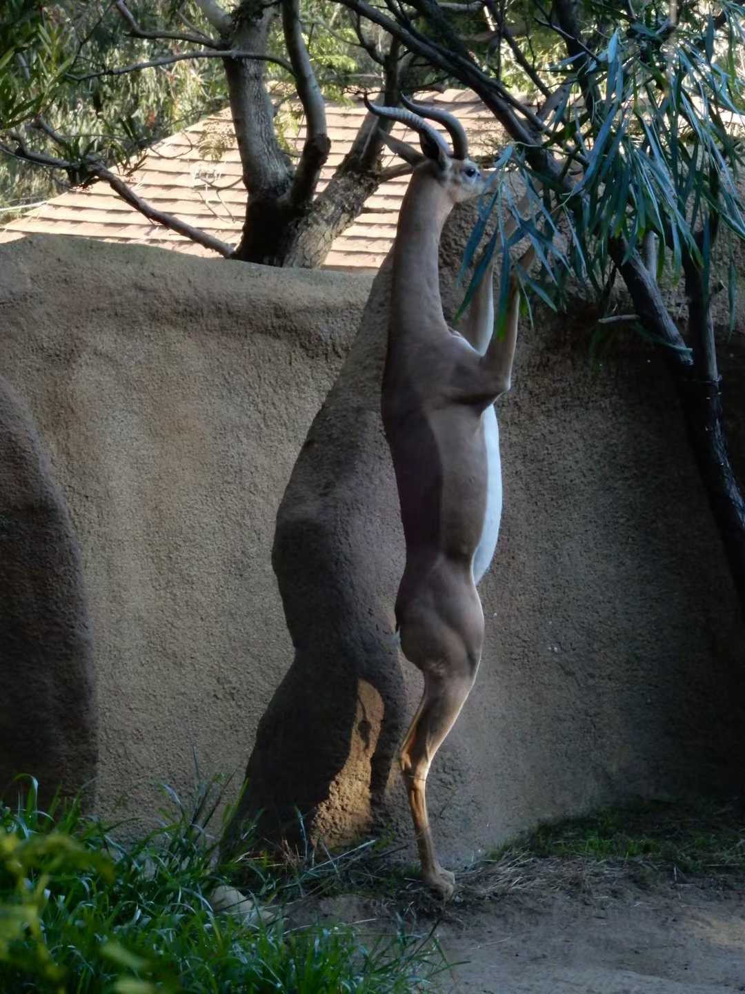 San Diego Zoo 5