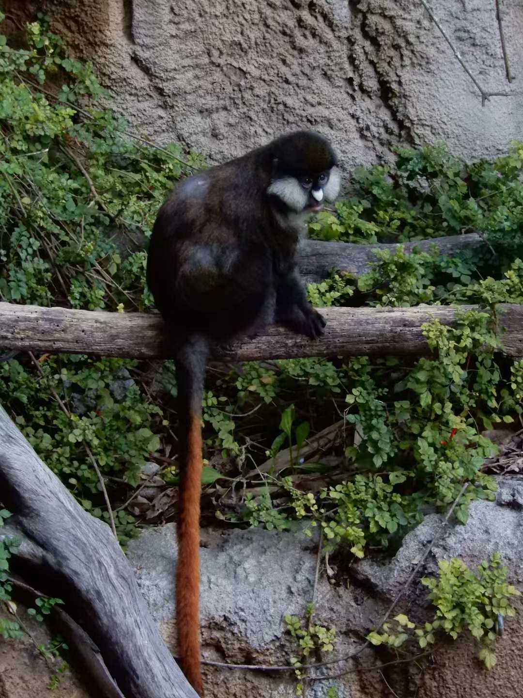 San Diego Zoo 7