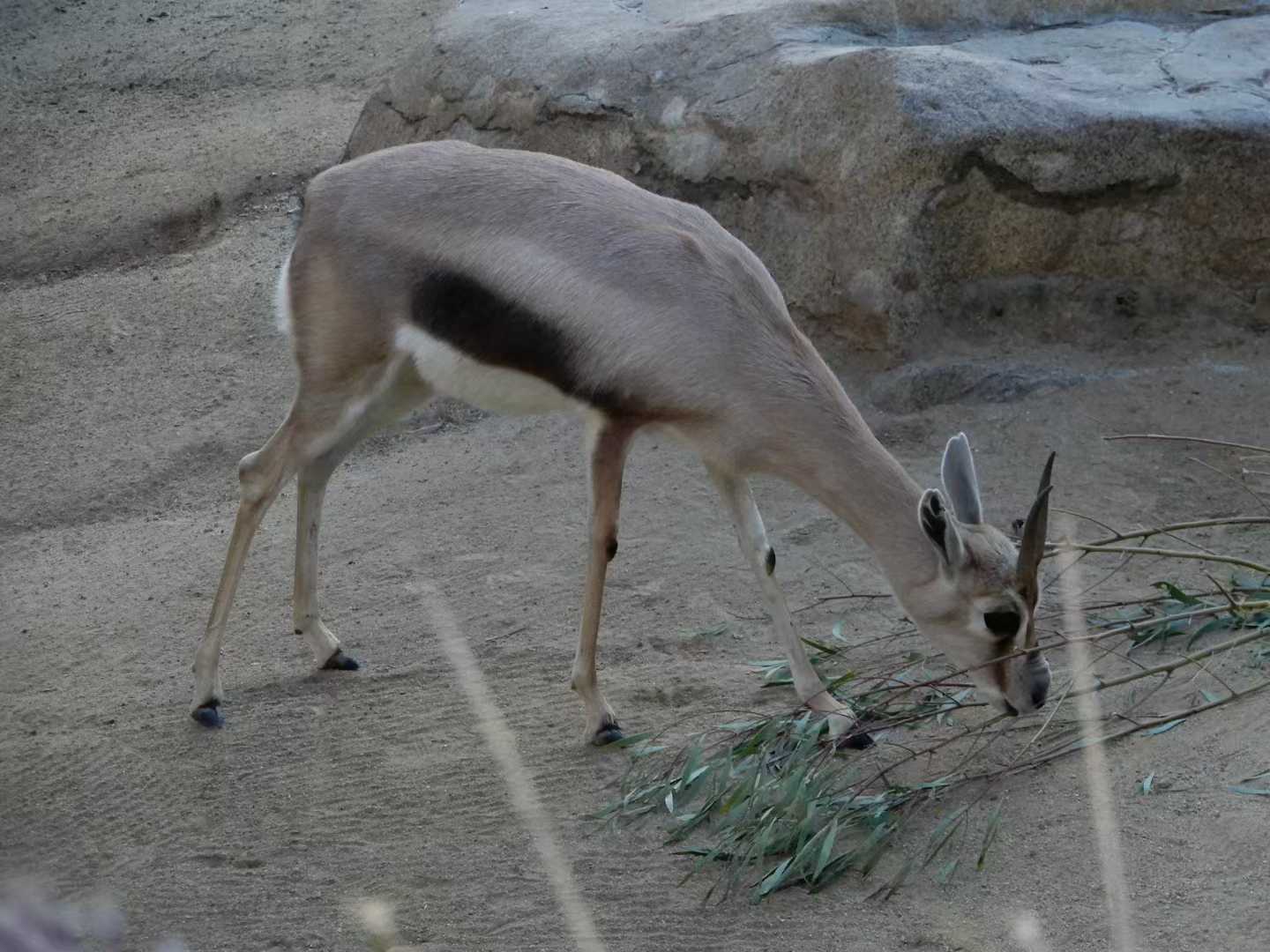 San Diego Zoo 8