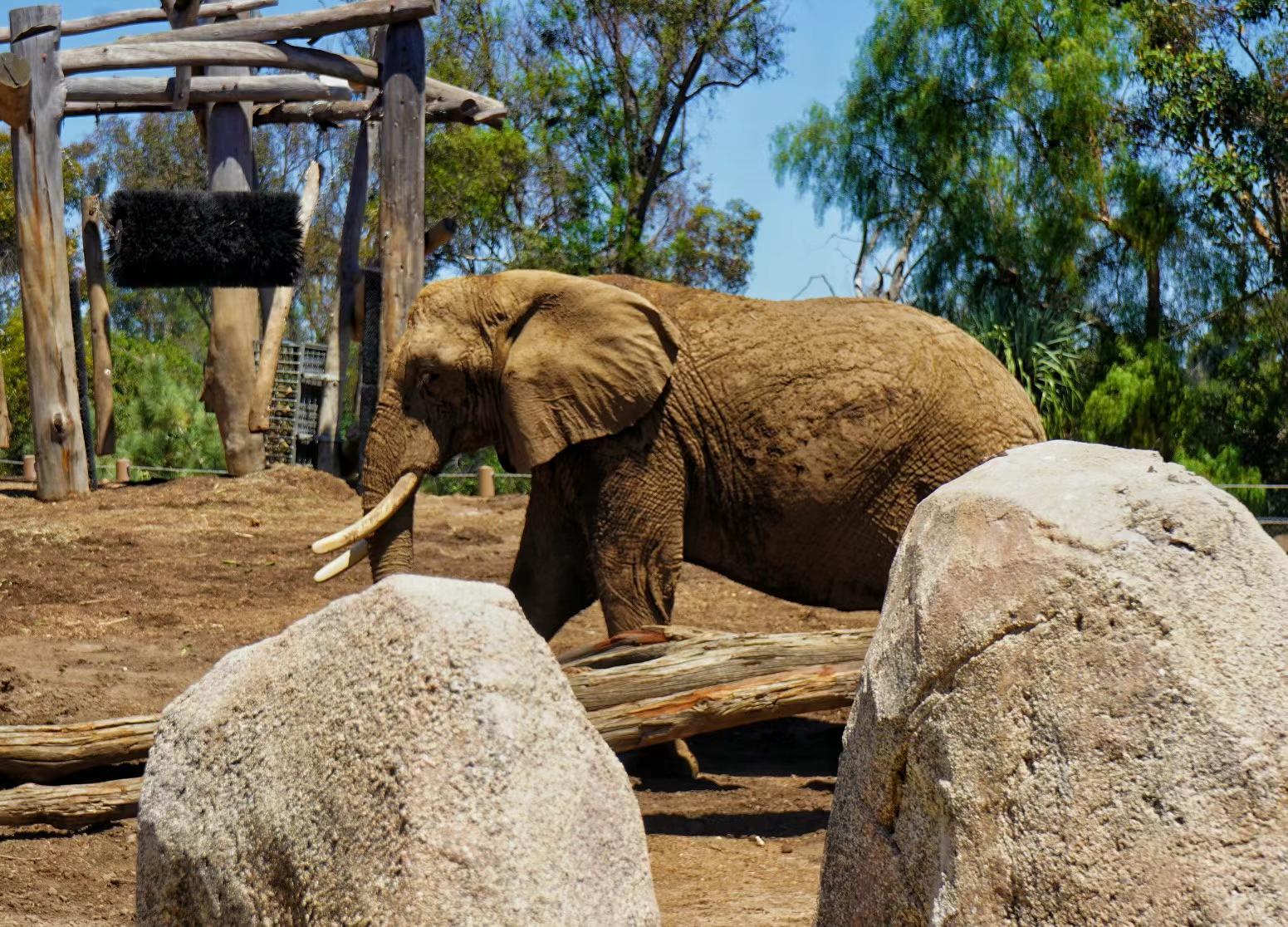 San Diego Zoo 9